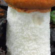 křemenáč osikový (Leccinum rufum)