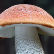 křemenáč smrkový (Leccinum piceinum)