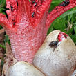 květnatec Archerův (Clathrus archeri)