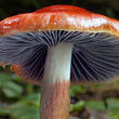 límcovka oranžová (Leratiomyces ceres)