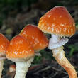 límcovka šupinatá plavá (Leratiomyces squamosus var. thraustus)