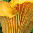 liška obecná (Cantharellus cibarius)