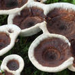 lošáček číškovitý (Phellodon tomentosus)