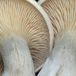 mechovka obecná (Clitopilus prunulus)