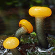 míhavka vodní (Vibrissea truncorum)