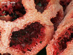 mřížovka červená (Clathrus ruber)