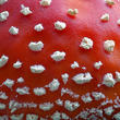 muchomůrka červená (Amanita muscaria)