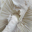 muchomůrka jízlivá (Amanita virosa)
