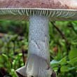 muchomůrka porfýrová (Amanita porphyria)