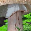 muchomůrka růžovka (Amanita rubescens)