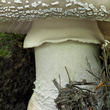 muchomůrka šedivka (Amanita excelsa)