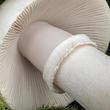 muchomůrka šedivka bílá (Amanita excelsa f. alba)