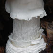muchomůrka tygrovaná (Amanita pantherina)
