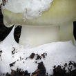 muchomůrka zelená (Amanita phalloides)