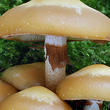 opeňka měnlivá (Kuehneromyces mutabilis)