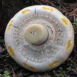 pečárka zápašná (Agaricus xanthoderma)