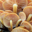 penízovka sametonohá (Flammulina velutipes)