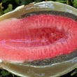 psivka Ravenelova (Mutinus ravenelii)