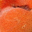 pstřeň dubový (Fistulina hepatica)