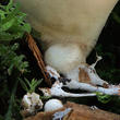 pýchavka hruškovitá (Lycoperdon pyriforme)