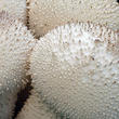 pýchavka obecná (Lycoperdon perlatum)