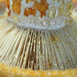 ryzec ďubkovaný (Lactarius scrobiculatus)