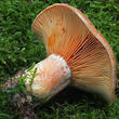 ryzec pravý (borový) (Lactarius deliciosus)