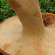 ryzec syrovinka (Lactarius volemus)