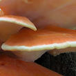 sírovec horský (Laetiporus montanus)