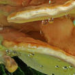 sírovec žlutooranžový (Laetiporus sulphureus)