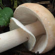 slizobedla slzivá (Limacella guttata)