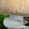 sluka svraskalá (Cortinarius caperatus)
