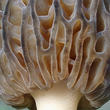 smrž kuželovitý (Morchella conica)