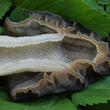 smrž polovolný (Mitrophora semilibera)