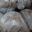 šťavnatka březnovka (Hygrophorus marzuolus)