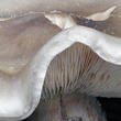 strmělka mlženka (Clitocybe nebularis)