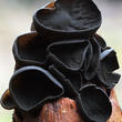 terčka šišková (Rutstroemia bulgarioides)