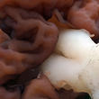 ucháč obecný (Gyromitra esculenta)