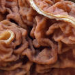 ucháč svazčitý (Neogyromitra grandis)