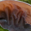 ucho Jidášovo (Auricularia auricula-judae)