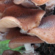 václavka smrková (Armillaria ostoyae)