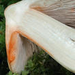 vláknice začervenalá (Inocybe erubescens)