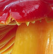 voskovka nádherná (Hygrocybe splendidissima)