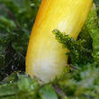 voskovka skvostná (Hygrocybe aurantiosplendens)