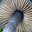 závojenka lesklá (Entocybe nitidum)