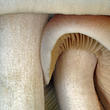 závojenka olovová (Entoloma sinuatum)