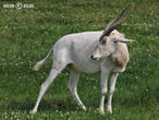 adax núbijský (Addax nasomaculatus)