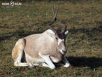 adax núbijský (Addax nasomaculatus)