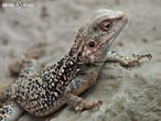 agama turkestánská (Paralaudakia lehmanni)
