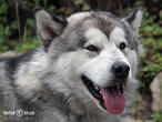 aljašský malamut (Canis lupus f. familiaris)